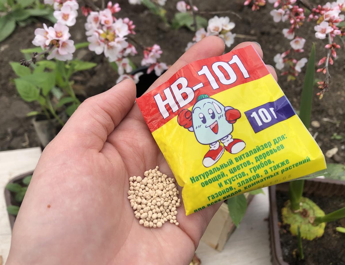 Популярный стимулятор роста HB-101: из чего состоит и как правильно его ...