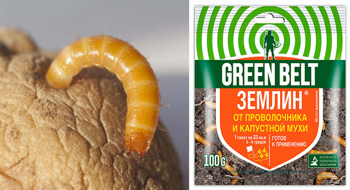 Препараты для борьбы с вредителями: проволочником, муравьями и медведкой