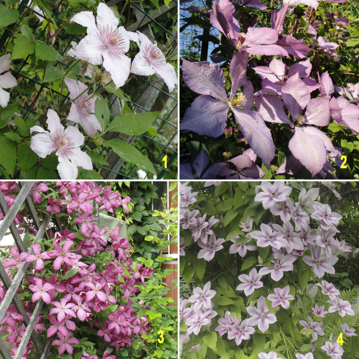 Клематисы для начинающих: какой сорт выбрать