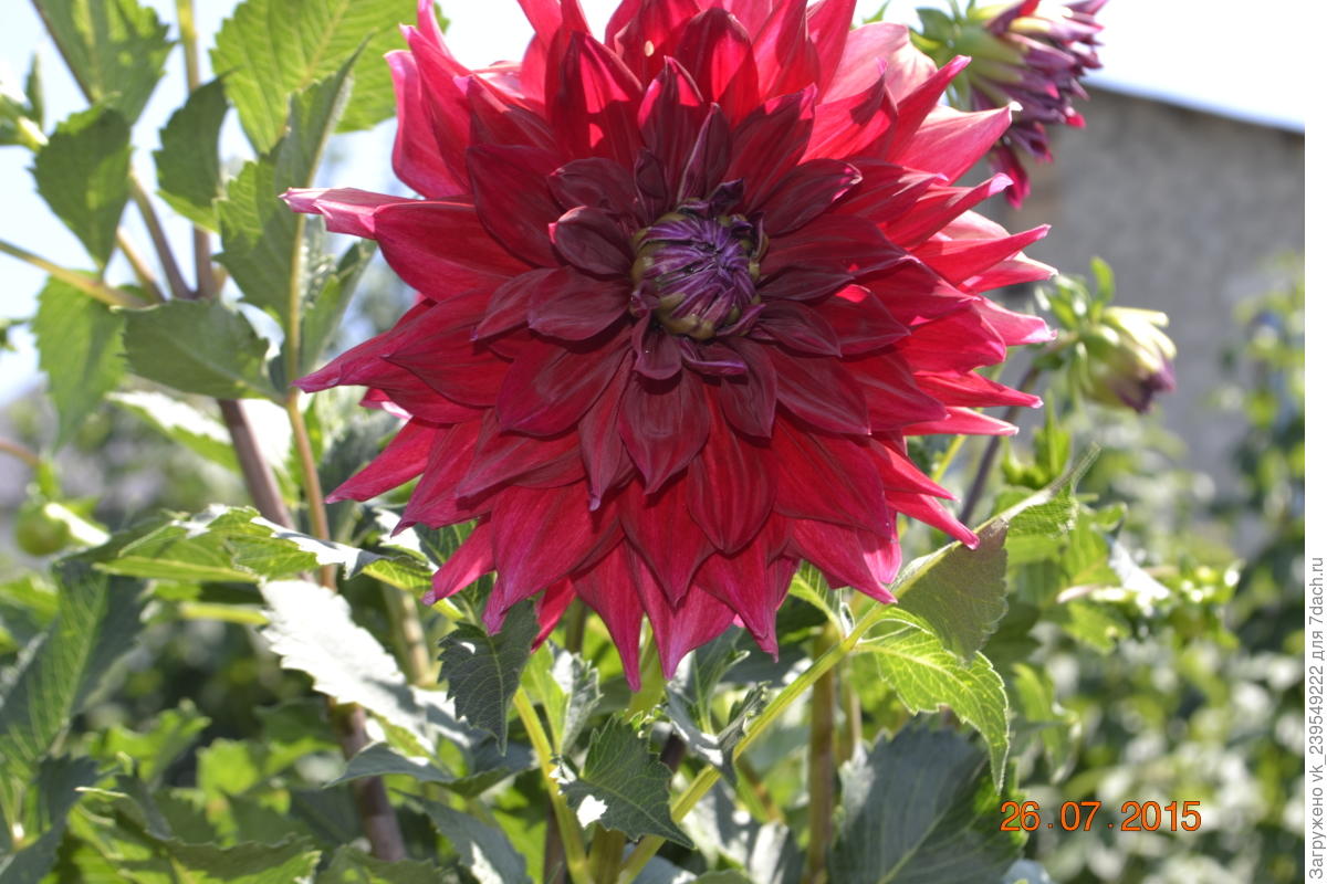 Выращивание и уход за георгинами. Виды георгин