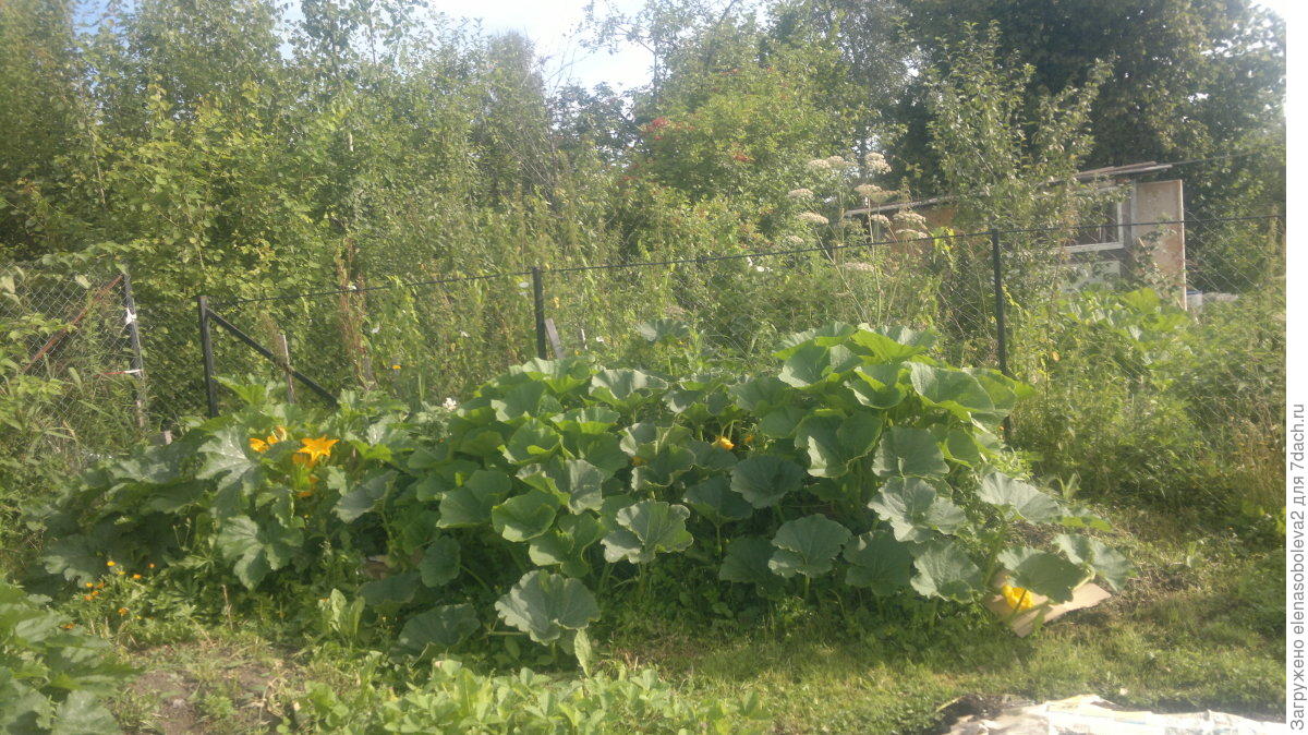 Высокие клумбы для дачи