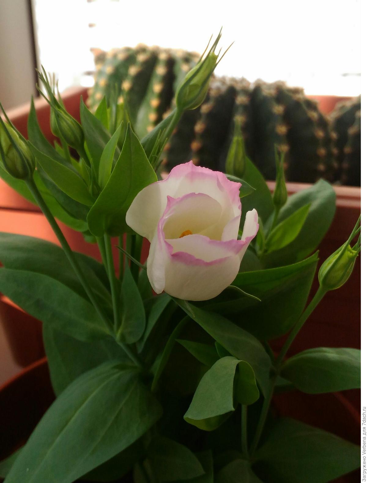 Секреты выращивания эустомы из семян