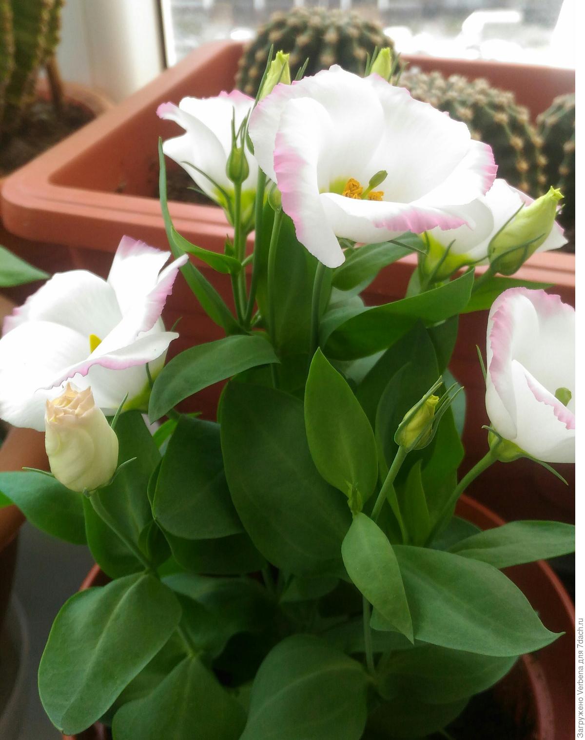 Секреты выращивания эустомы из семян