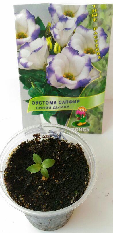 Секреты выращивания эустомы из семян
