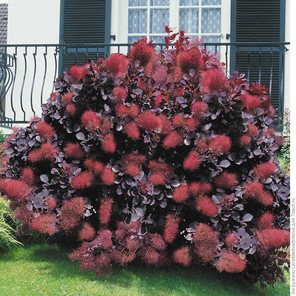 Скумпия кожевенная: посадка и уход, сорта и применение