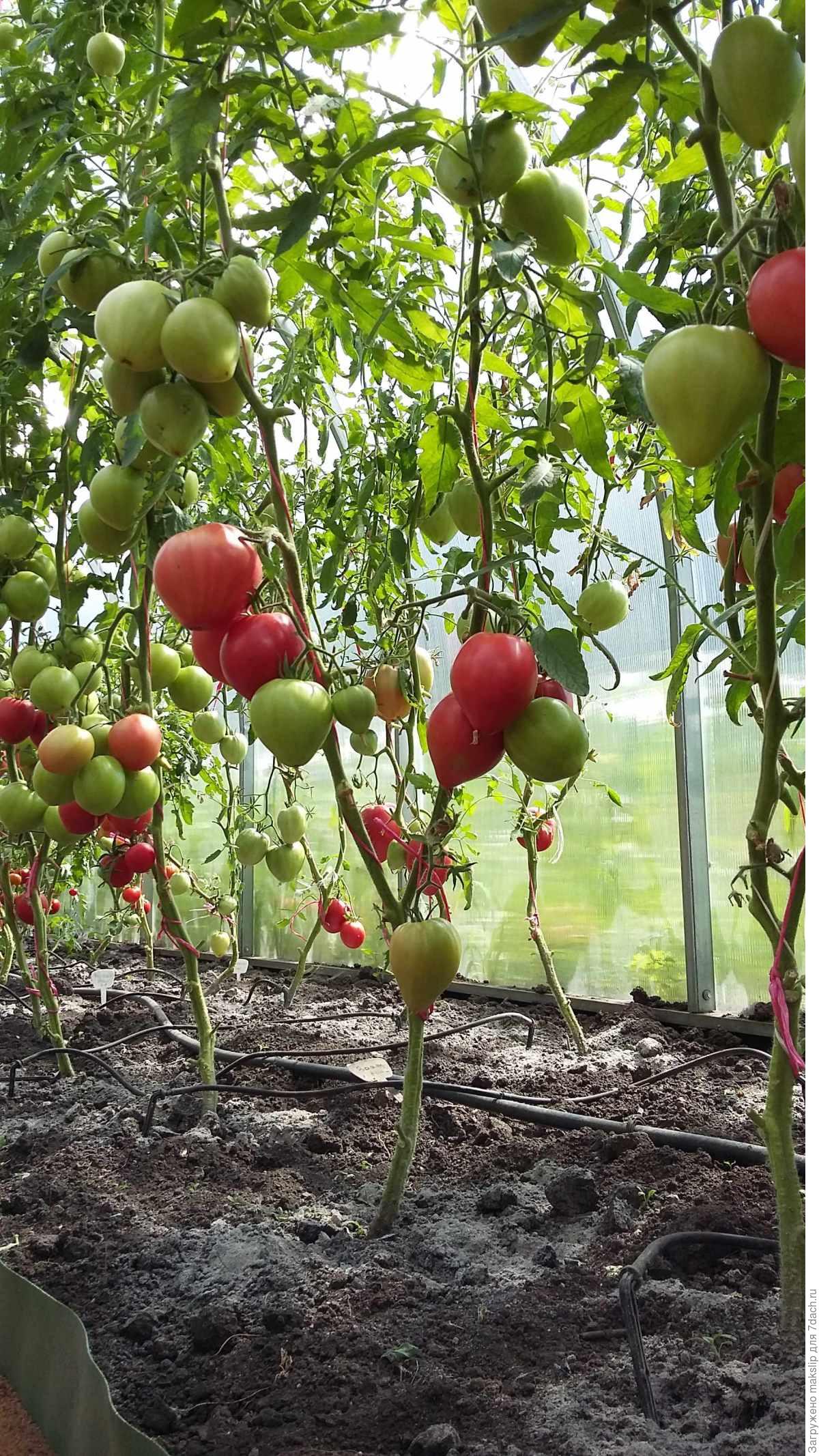 Томат Сахарный бизон. Этап VI. Плодоношение