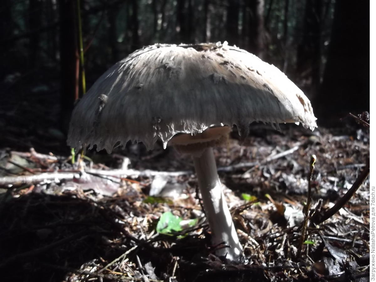 Кислые грибы