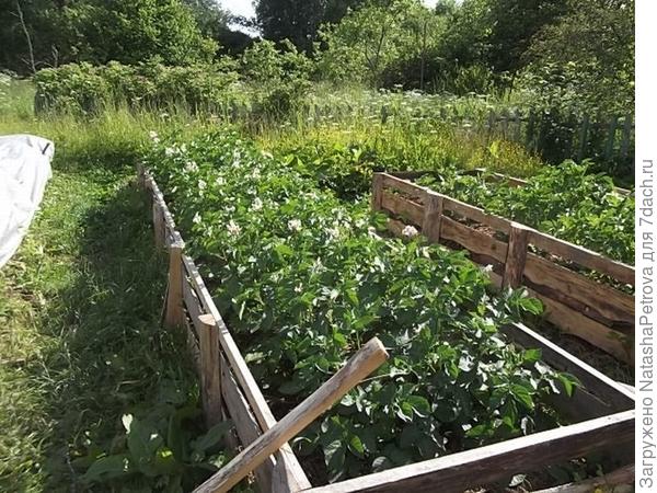 На опытном участке земли прямоугольной формы посадили картофель и лук так как показано на рисунке