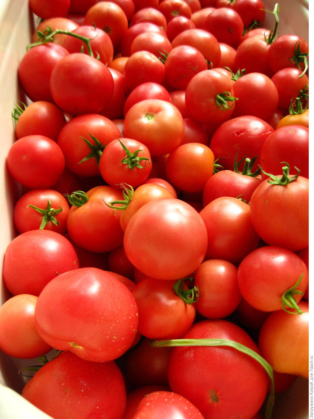 Ревизия семян томатов: как это было.
