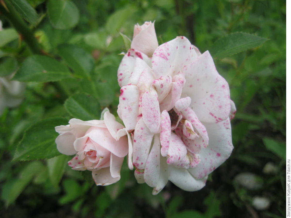 Белая роза с розовыми крапинами