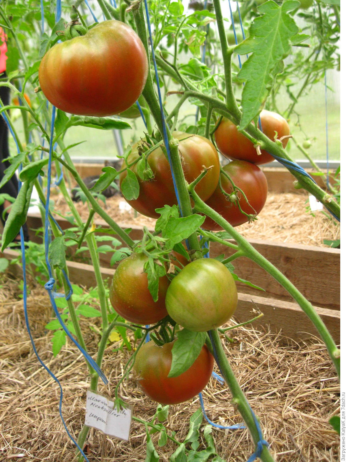 Зеленые томаты с черными кончиками