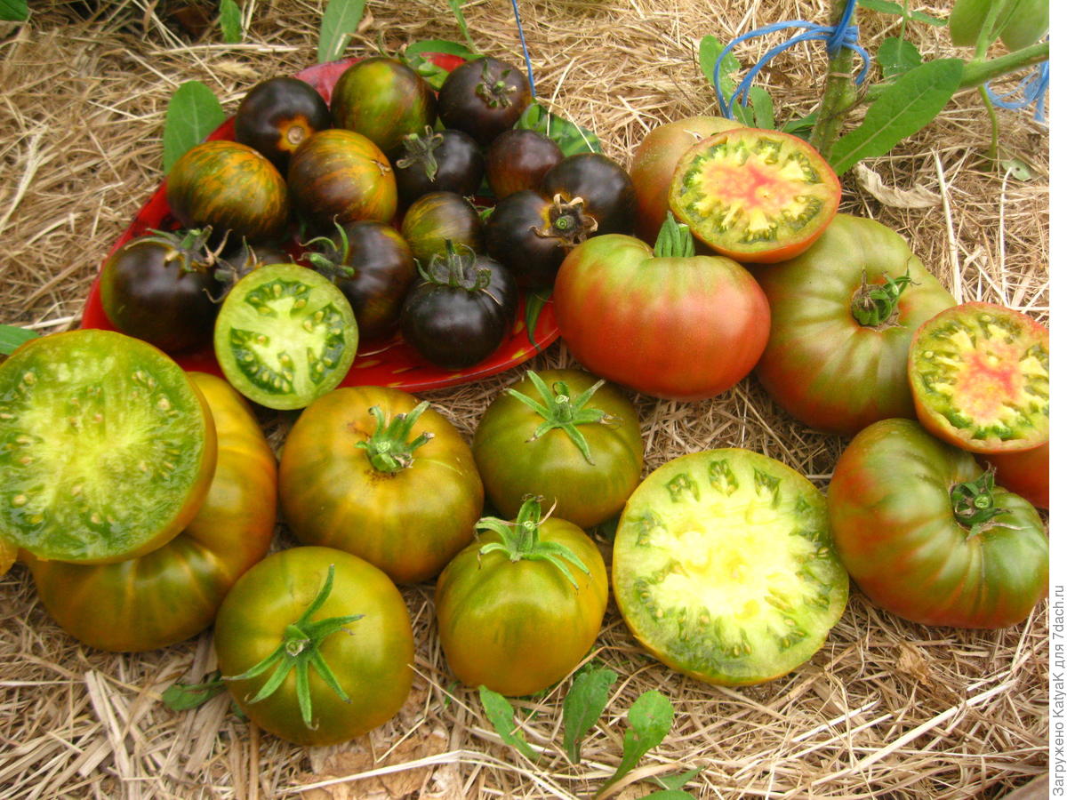 Зеленоплодные сорта томатов