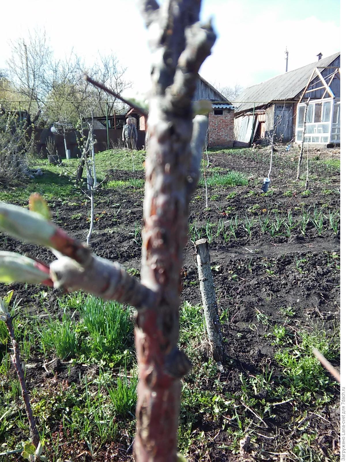 Почернела яблоня после зимы. Засохшая яблоня. Яблоня после зимы. Яблоня после зимы. Яблоня после зимы.