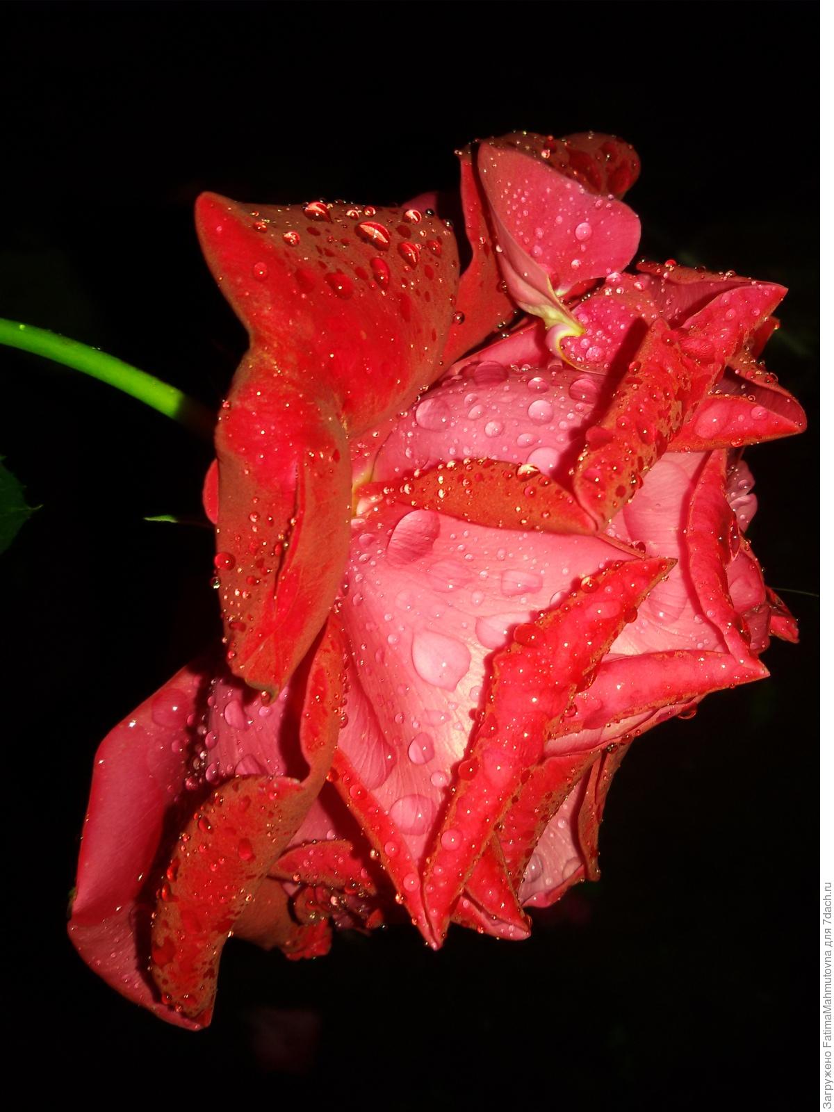 Сербская роза фото