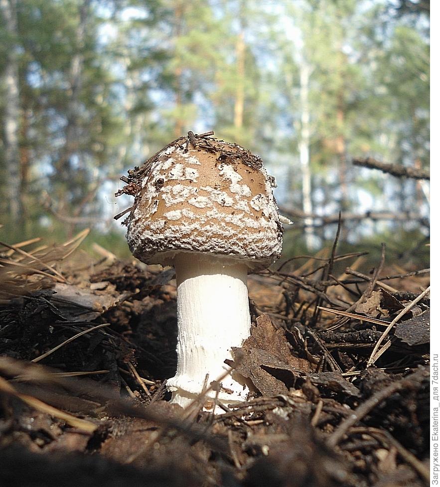 Грибы-лекари