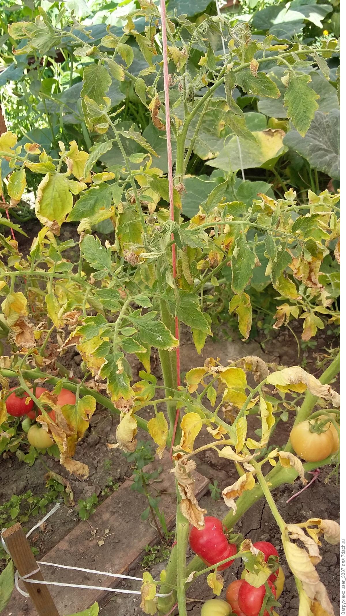 Гибнут помидоры. Пожелтение помидорной ботвы. Завядший куст помидора. Листья томатов вянут. Желтеют листья у помидор.