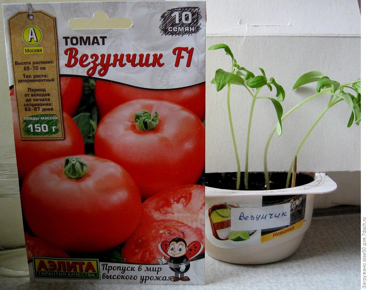 Растение томат упаковать в подарок