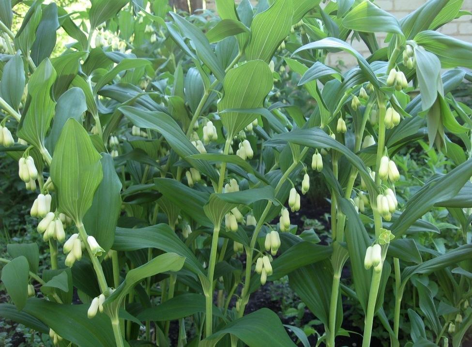 Polygonatum Roseum