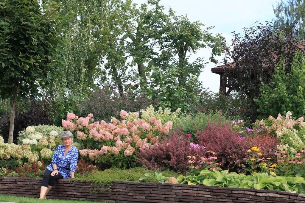 Гортензии и барбарис в ландшафтном дизайне фото