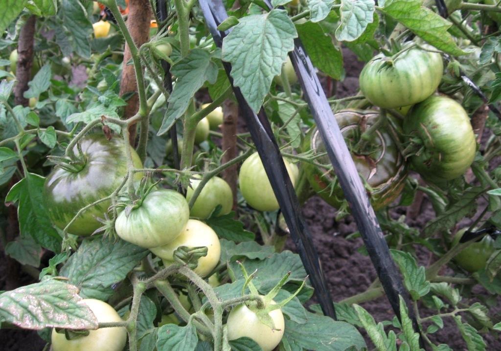 Какие помидоры лучше выращивать в открытом грунте?