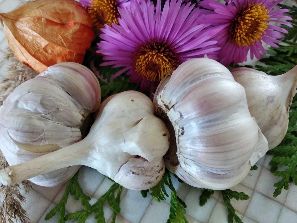 Чеснок вез леху штыря в дом инвалидов. Я буду рядом чеснок. Витька чеснок вез леху штыря в дом инвалидов постер. Витька чеснок вез леху штыря в дом инвалидов. Я буду рядом чеснок.