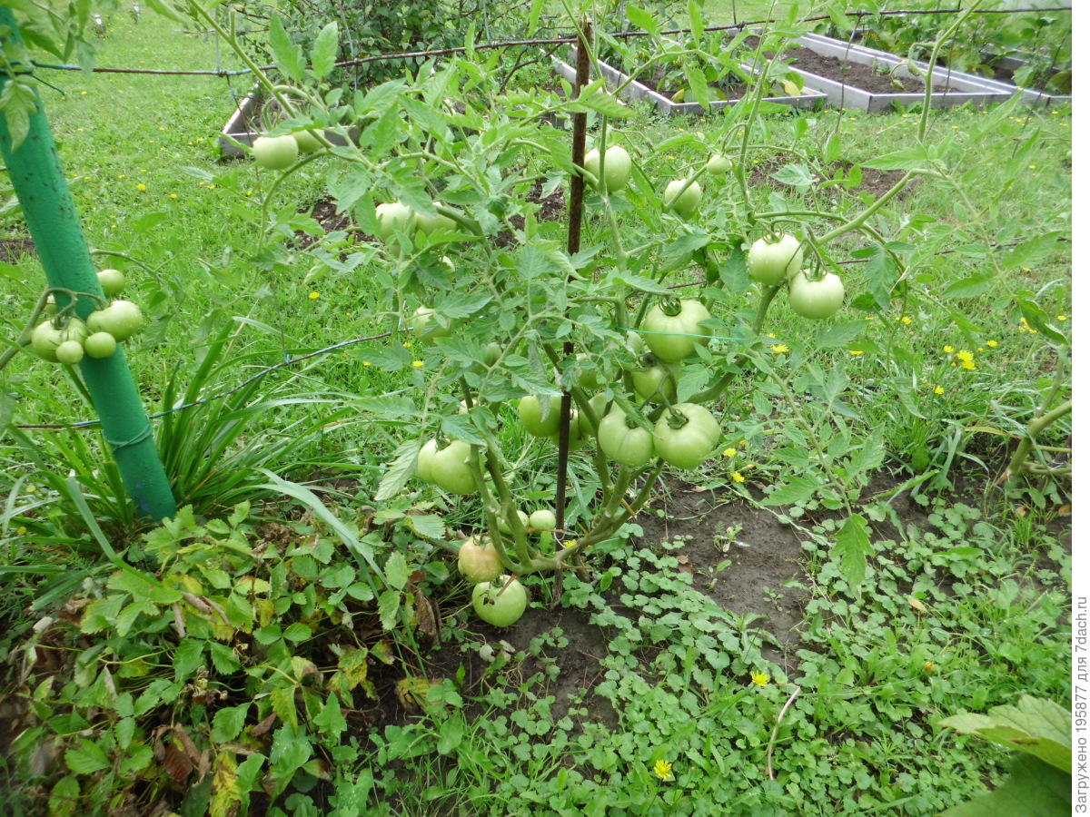 Кусты томата Любаша