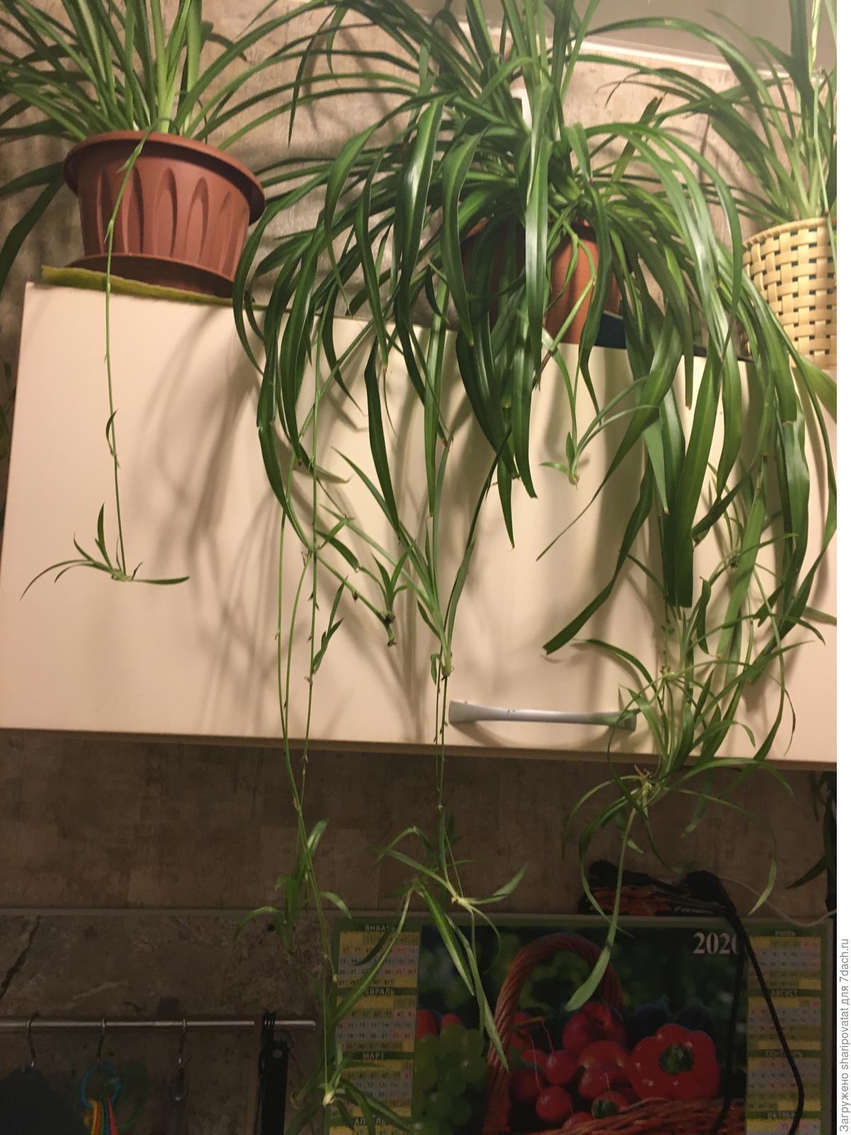 Хлорофитум хохлатый Chlorophytum comosum