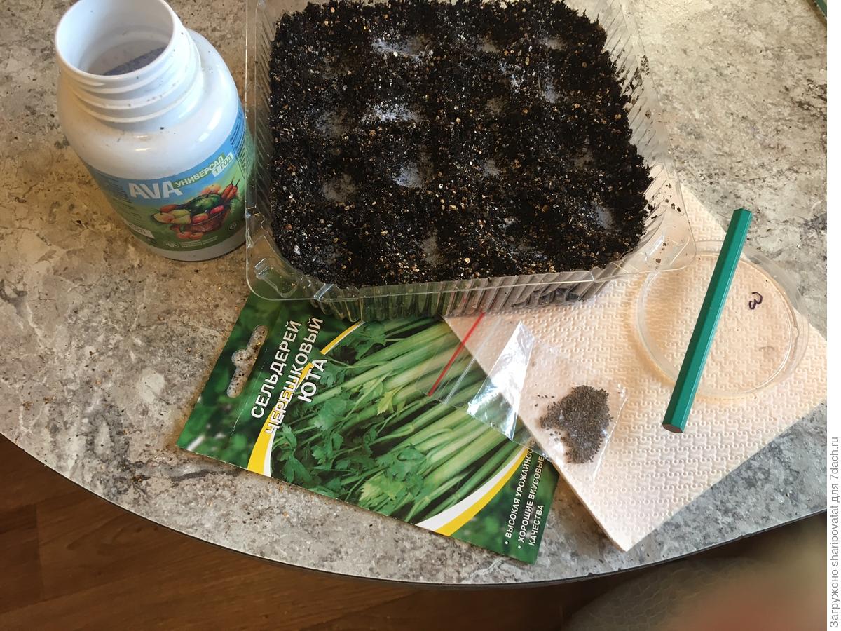 Посев сельдерея черешкового семенами. Посев сельдерея черешкового на рассаду. Мелкие колючие семена. Способ посева на салфетку мелких семян. Семена краспедии не всходят причина.