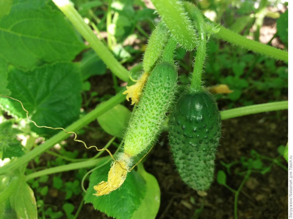 Какой огурец самый ранний. Какой огурец самый ранний. Огурец емеля f1. Партенокарпические огурцы гибрид f1. Огурец салатный суперранний f1.