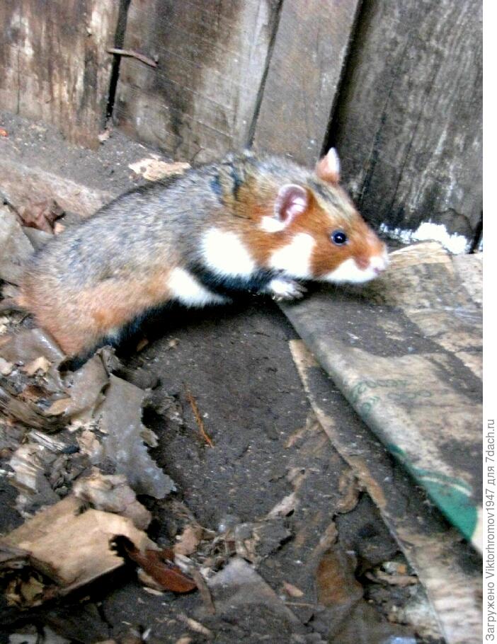 Собака похожая на хомяка. Дикий лесной хомяк карбыш. Карбыши зверьки как избавиться. Дикий лесной хомяк карбыш. Карбыши зверьки как избавиться.
