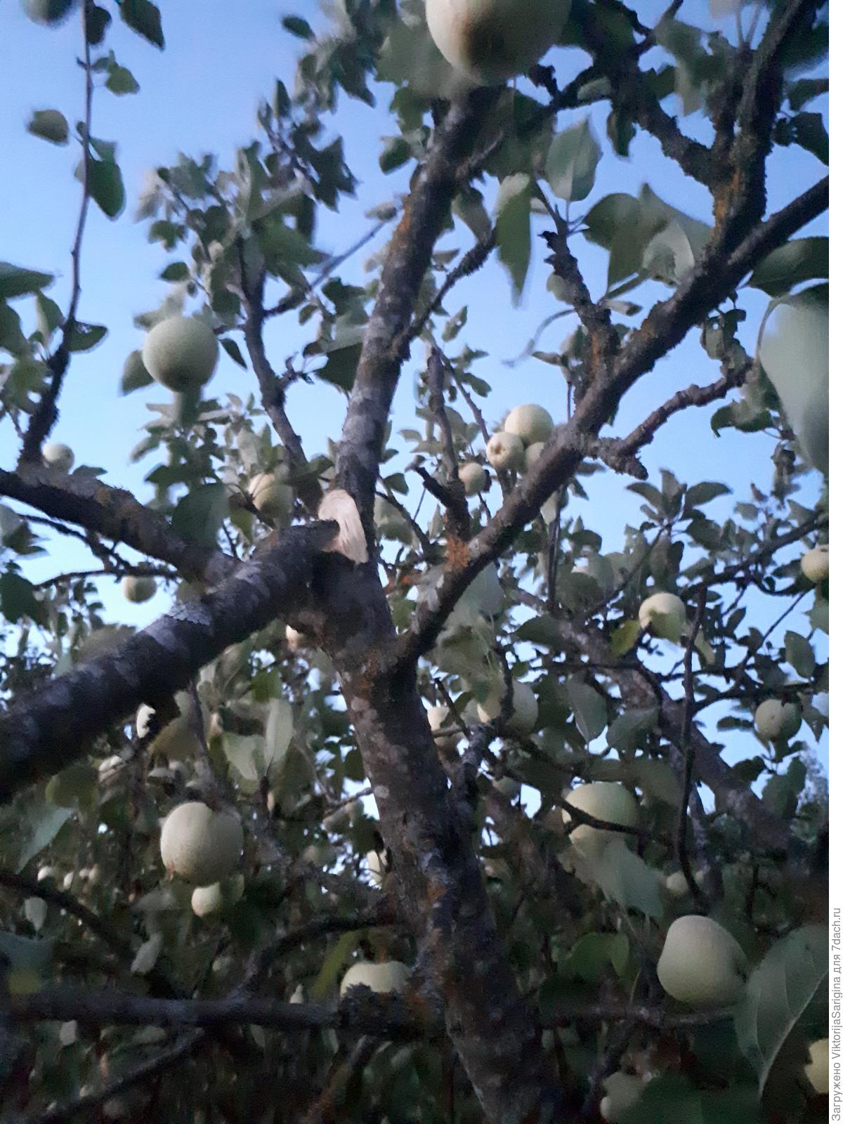 Гибнет яблоня. Гибнет яблоня. Гибнет яблоня. Гибли деревья. Засохшая яблоня.