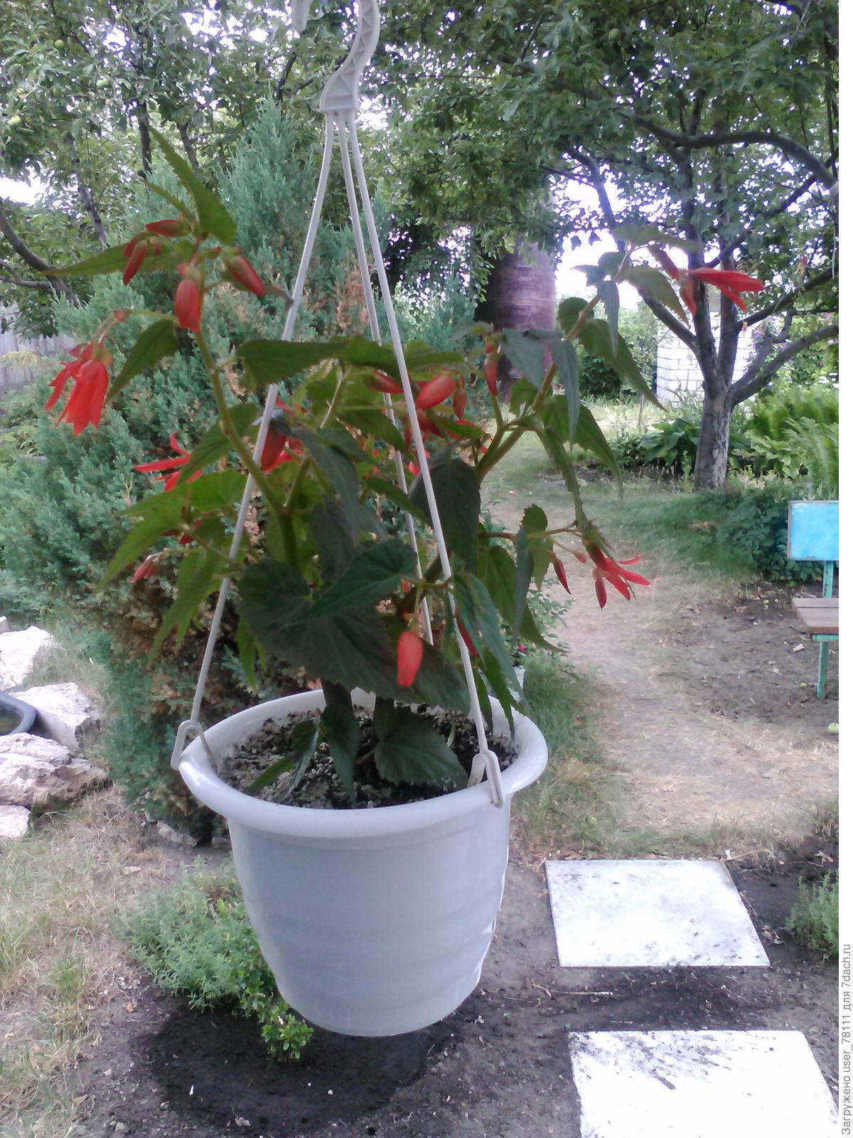 Как сохранить бегонию клубневую до весны?