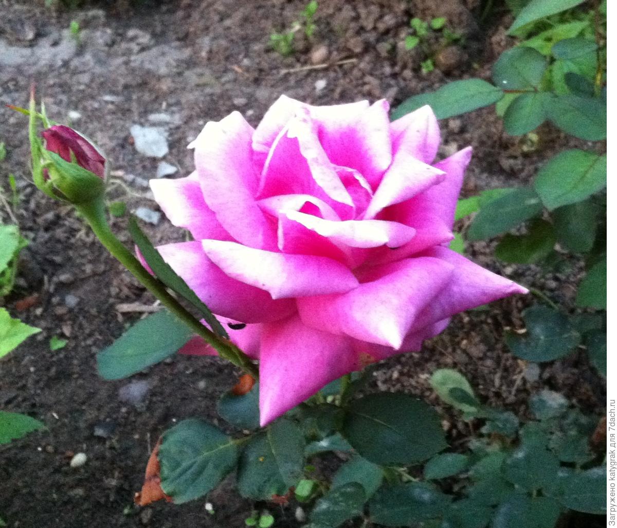 Роза чайно-гибридная пурпурно-голубая 