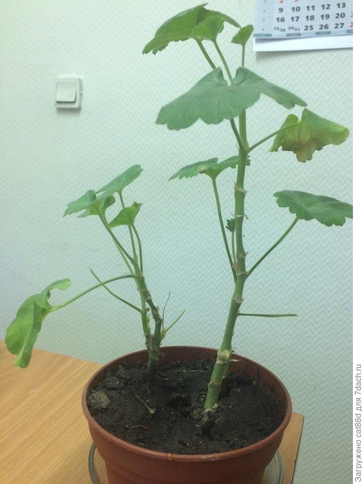 у пеларгонии скручиваются листья. королевская герань подрезка. герань вытянулась. сохнет стебель у герани.