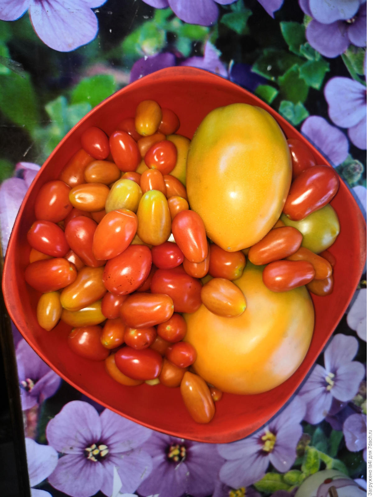 Помидоры лимонная долька. Лимонная гроздь томат. Томат лимонная искорка (а). Экокультура. Лимонная гроздь томат.