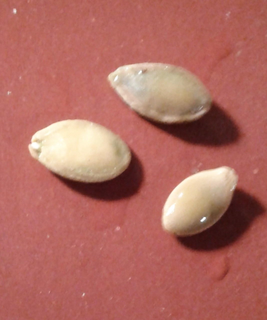 проросшие семена кабачков фото