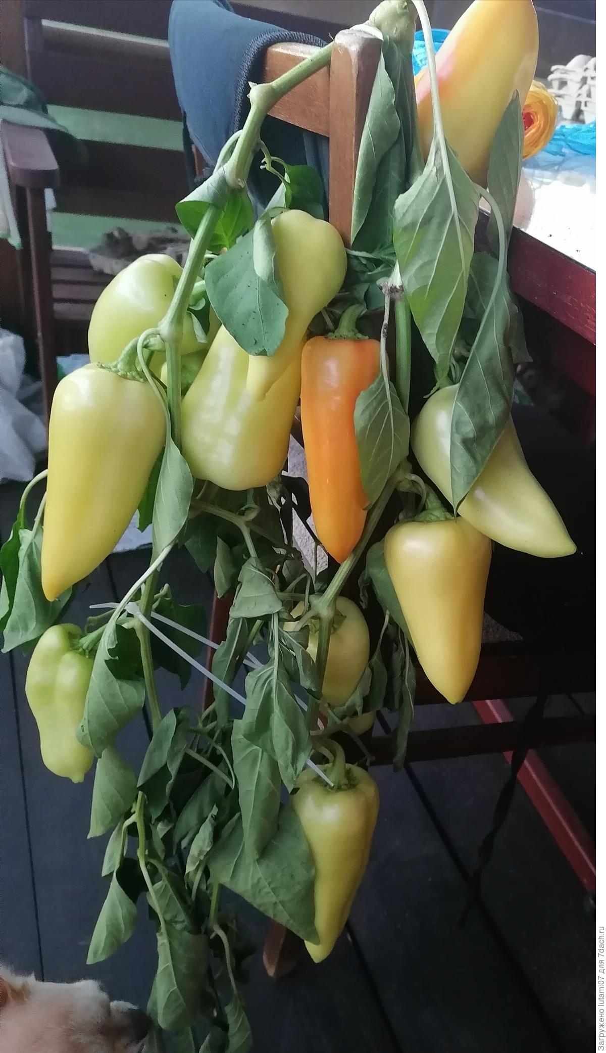 Перец Квикли Купить Семена