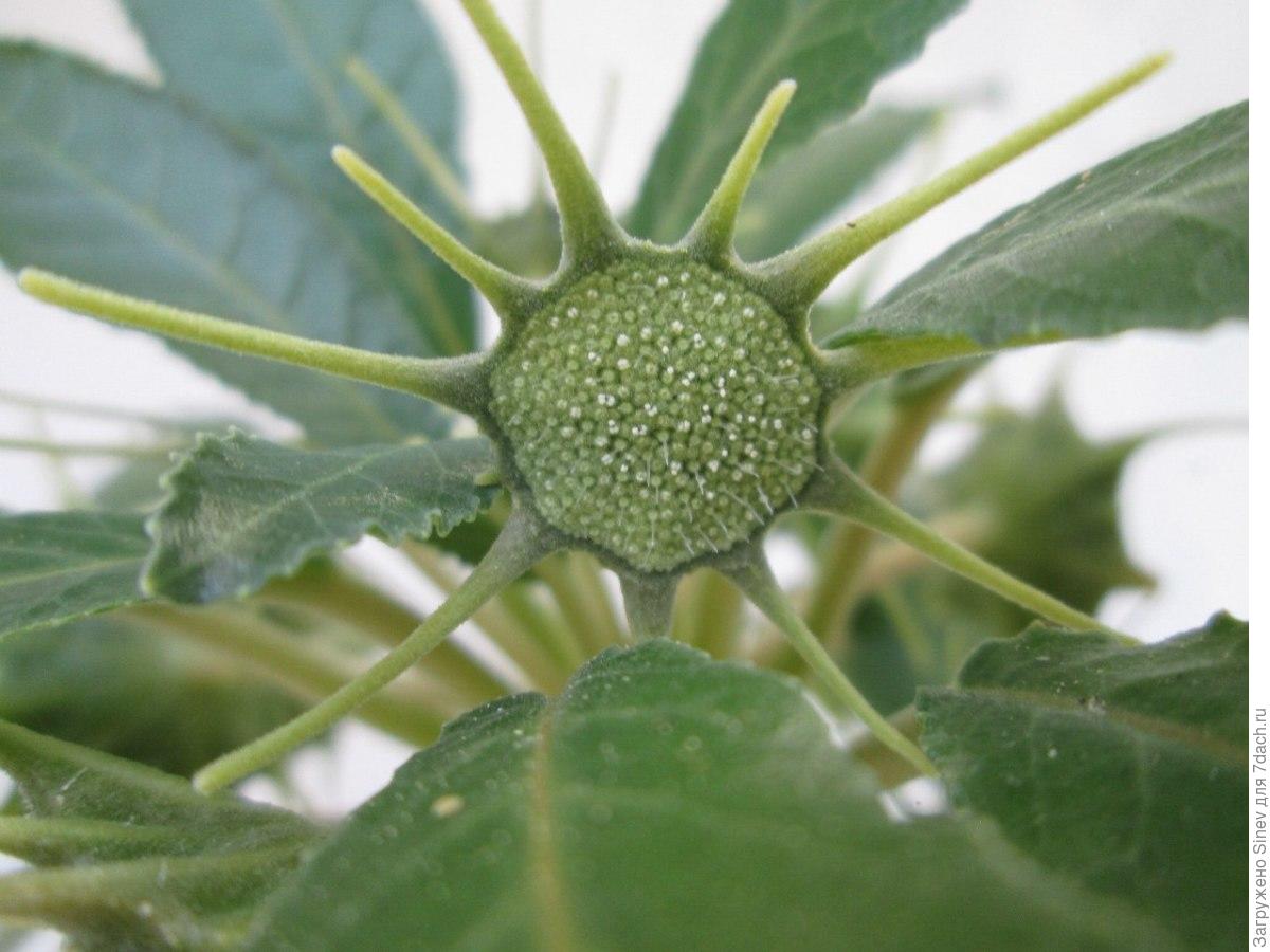 Dorstenia foetida variegata