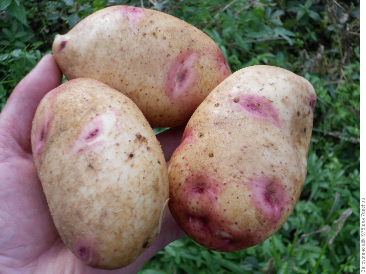 Урожайные сорта картофеля для средней. Сорт картофеля Синеглазка. Семенной картофель Пикассо. Сорт картофеля Синеглазка (Ганнибал). Сорт картошки Синеглазка.
