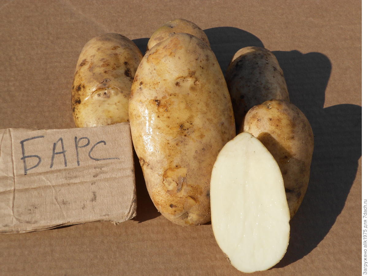 Пароли картофель характеристика. Семенной картофель Ривьера. Сибирский лапоть сорт картофеля. Барс - 400 картофель сорт. Картофель семенной. Барс.