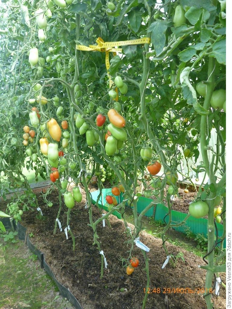 Томат Царское Искушение Отзывы Фото Урожайность