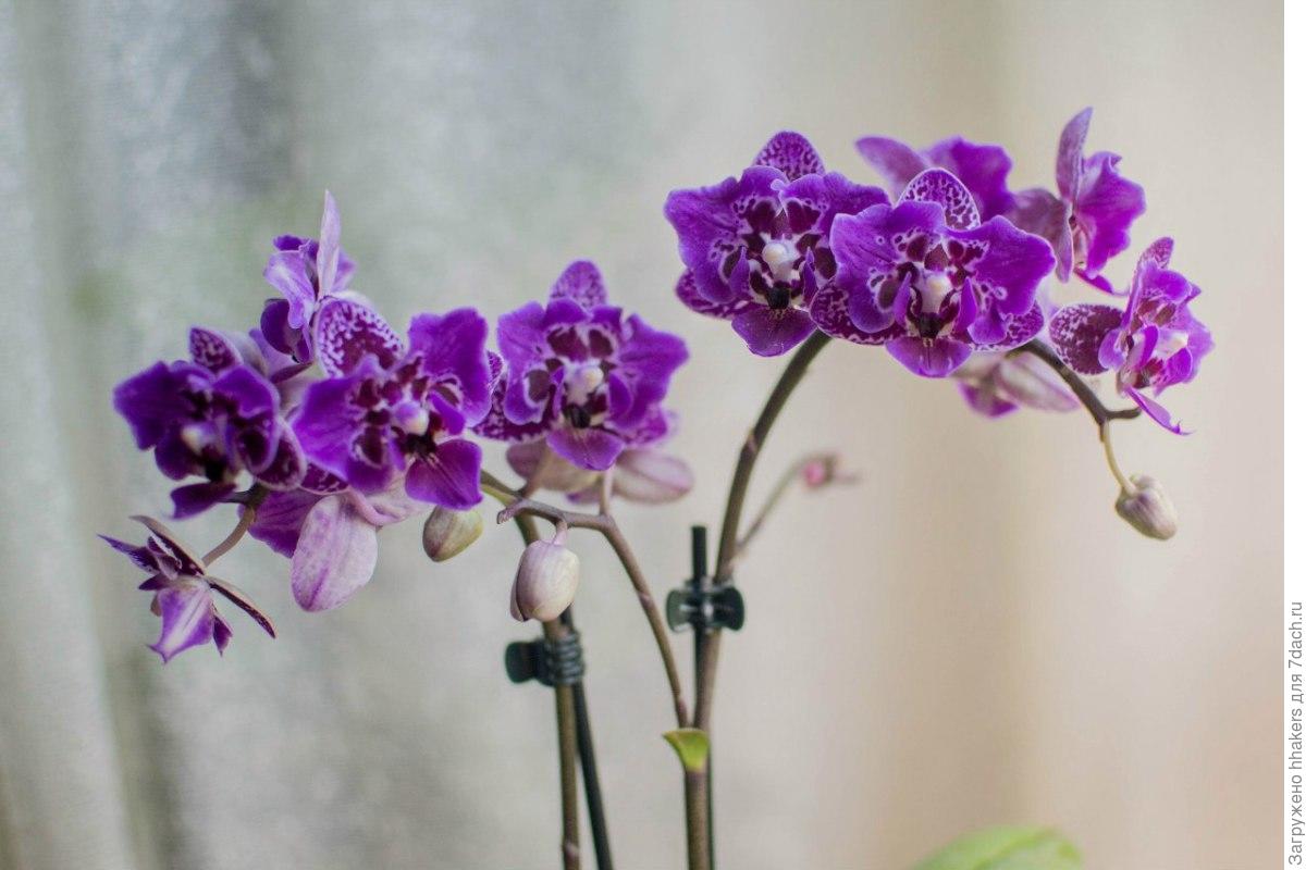 Орхидея бухарест фото