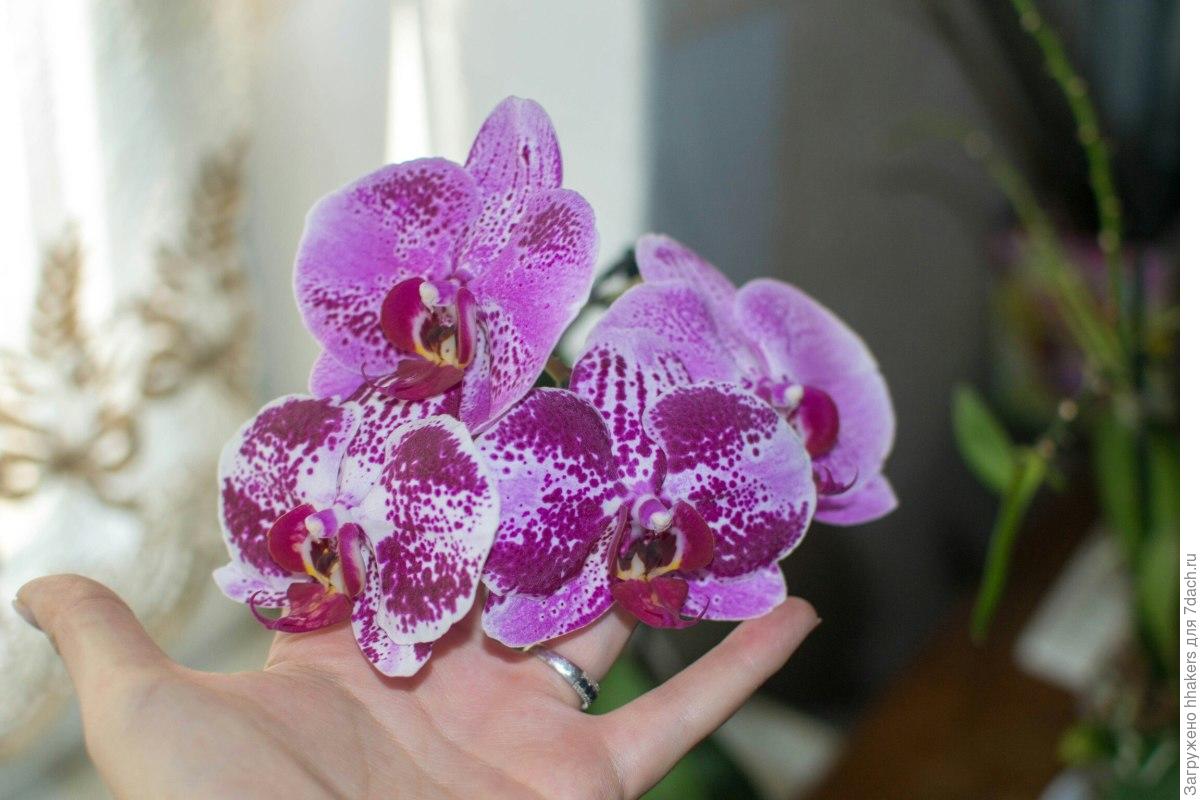 Орхидея бухарест фото