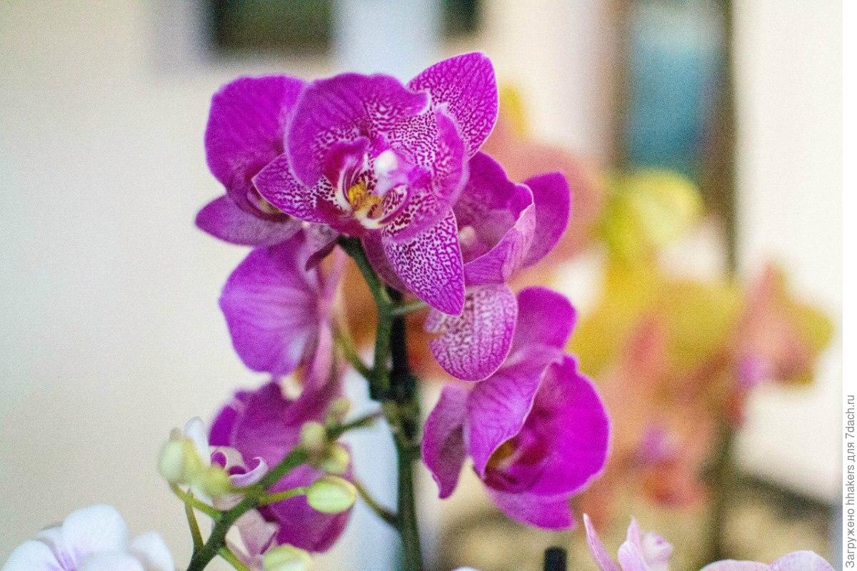 Легато пелорик фото орхидея