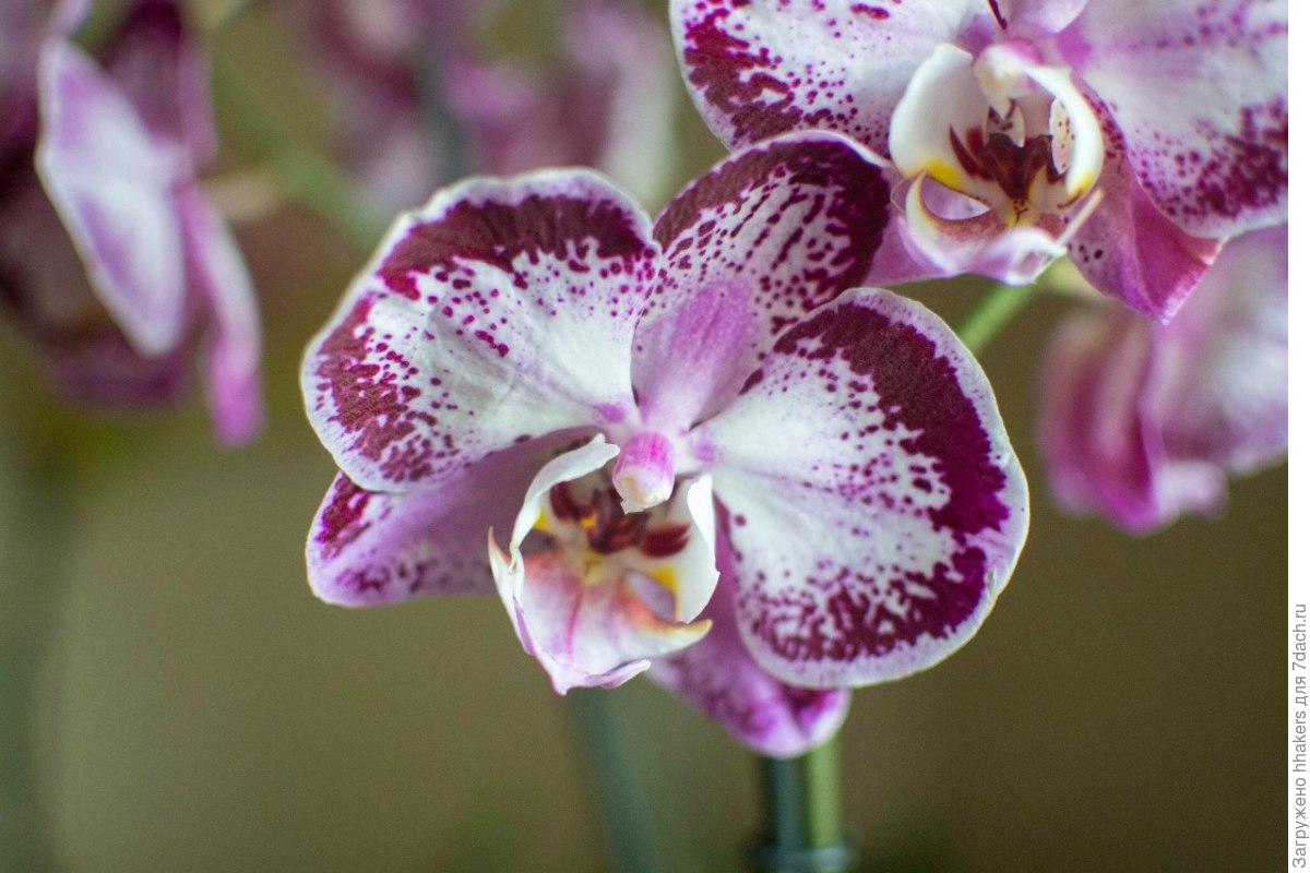 Орхидея зорро фото и описание
