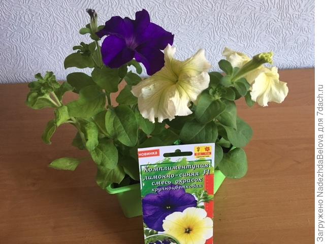 Петуния комплиментуния отзывы фото до и после