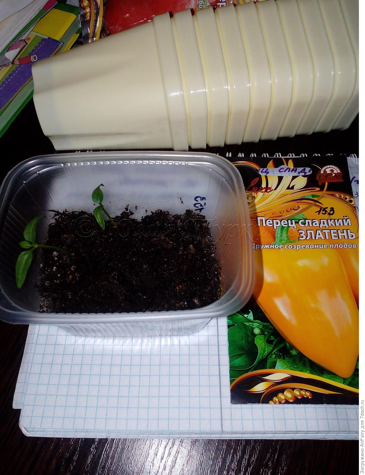 Подводим итоги. Перец сладкий "Златень" гряду позлатил