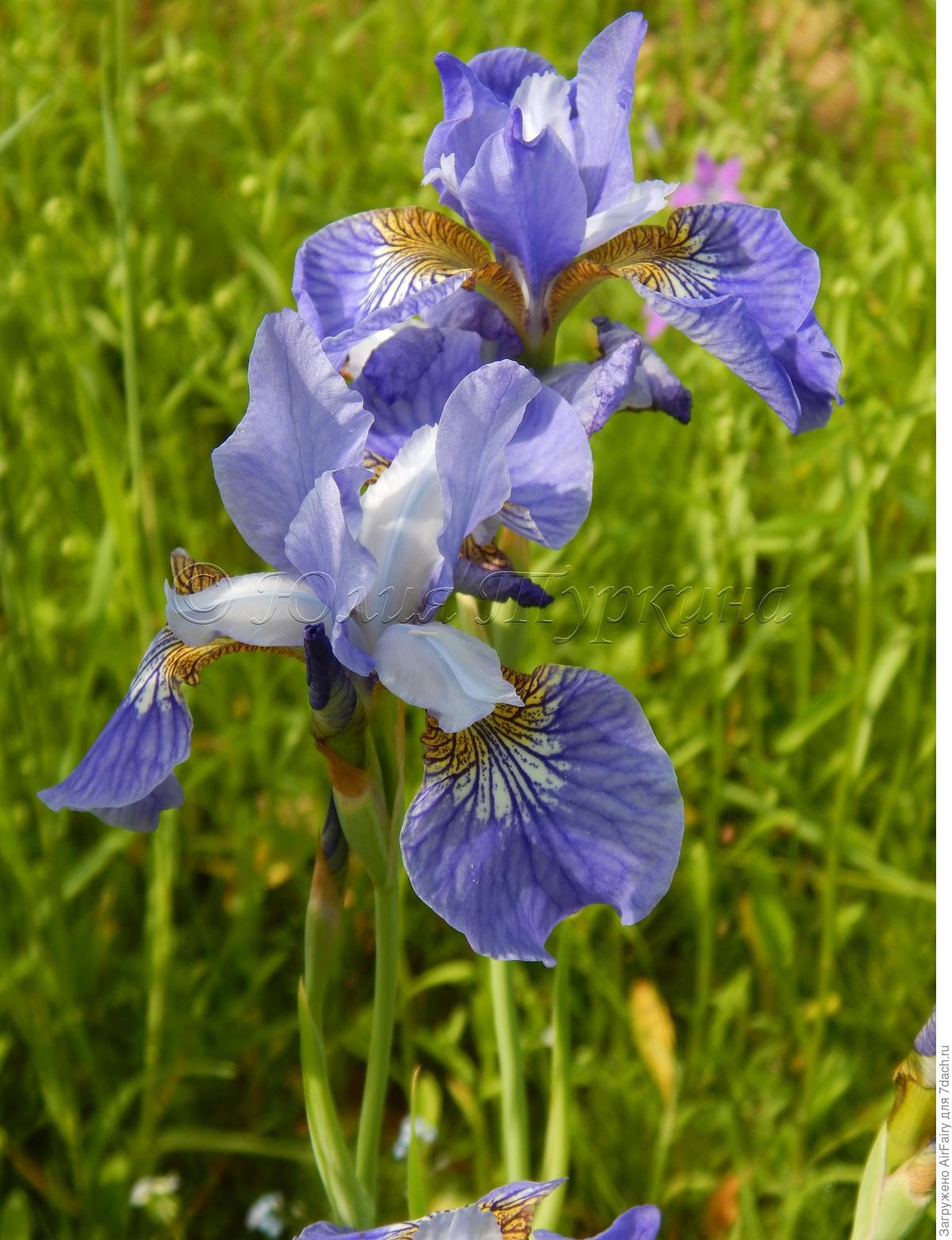 Ирис бородатый джордж спект. Ирис бородатый (касатик). Ирис тонколистный голубой. Био опыт ирис. Болезни ириса болотного.