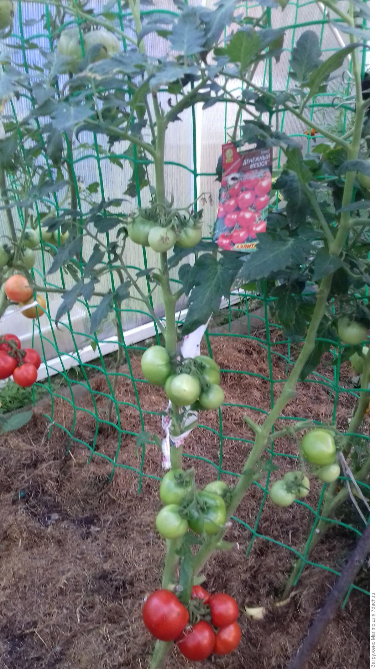 Сорт томатов денежный мешок отзывы. Томат денежный мешок сибирская селекция. Томат черри денежный мешок. Денежный мешок томат описание. Семена томат денежный мешок.