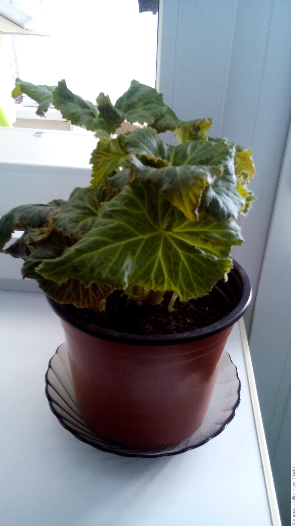 Пересаживание бегония. Бегония почему опадают бутоны. Бегония фишера. Почему у бегонии опадают бутоны. Begonia bouton de rose.